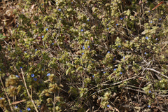 Hemigraphis latebrosa